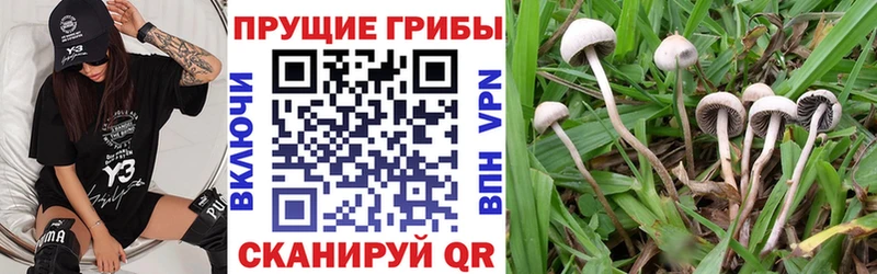 Галлюциногенные грибы GOLDEN TEACHER  как найти наркотики  Муром 